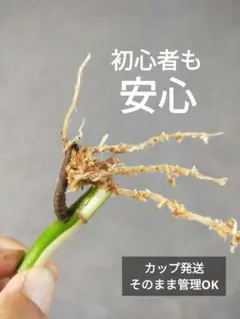 【d12】発根済！斑入りモンステラ ホワイトタイガー 成長点つ カップごと発送のサムネイル