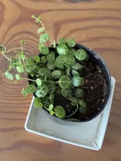 Peperomia Prostrata ペペロミア タートル 観葉植物のサムネイル