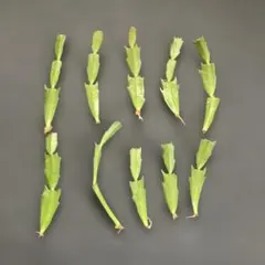シャコバサボテン　苗　10本のサムネイル