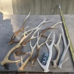 鹿の角 10本セット