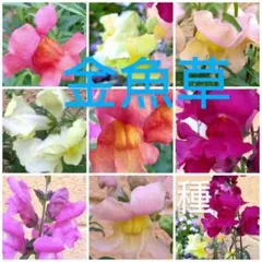 金魚草　種子　カラーmix　100粒　花の種　春蒔き　秋蒔き　花の種