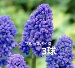 【ブルースパイク】　ムスカリ　球根　3球