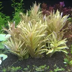 Te Kob様 リクエスト 5点 まとめ商品