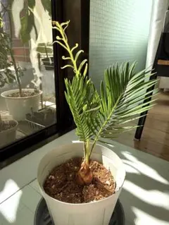 蘇鉄 ソテツ 新芽 観葉植物