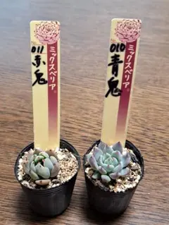 2026年最新】おらいさん苗 赤鬼の人気アイテム - メルカリ