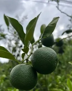 リサ様以外の方は購入しないで下さい。