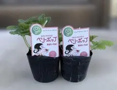 あーちゃん様 リクエスト 2点 まとめ商品