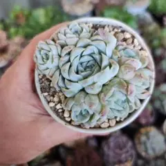 ヒューミリス　7頭群生　多肉植物