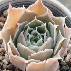 みこ様 リクエスト 2点 まとめ商品