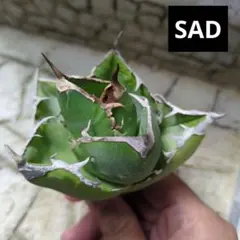 SAD 南アフリカダイヤモンド③　アガベ　チタノタ
