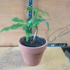 ちゃーちゃん様 リクエスト 2点 まとめ商品