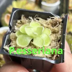 2025年最新】ピンギキュラの人気アイテム - メルカリ