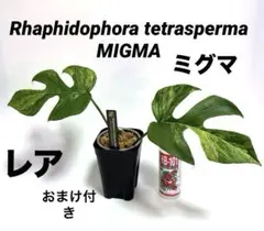 2026年最新】ラフィドフォラ テトラスペルマ斑入りの人気アイテム