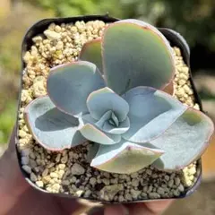 多肉植物 七福神抜き苗 根付き - メルカリ