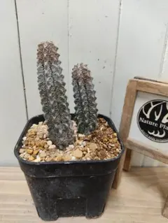 2025年最新】アブデルクリの人気アイテム - メルカリ