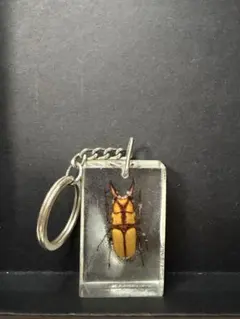 オウゴンオニクワガタ樹脂標本 ウェイト - メルカリ