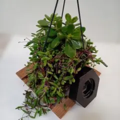 2025年最新】黄金花月の人気アイテム - メルカリ