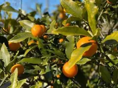 専用エコバッグ4個