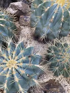 キミドリ様 リクエスト 3点 まとめ商品