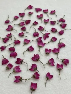 Item thumbnail for item 4256af89-cc25-48d8-a179-51e38e743b08