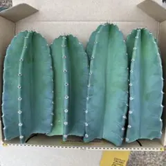 4本セット価格 柱サボテン ドライガーデン ロストラータ サボテン