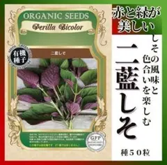 【野菜の種】赤と緑が美しい「二藍しそ」５０粒　色合いと香りを楽しむ有機種子！