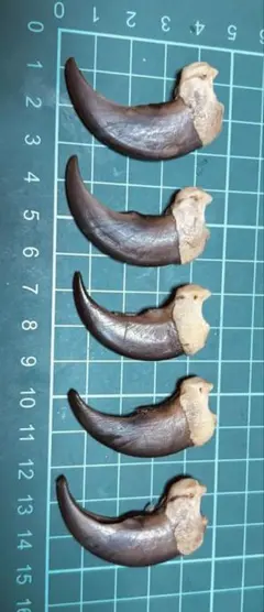 【特大66.9mm】熊の爪 未加工 毛・組織付き ハンドメイド素材 魔除け 特大66.9mm】熊の爪 未加工 毛・組織付き ハンドメイド素材 魔除け