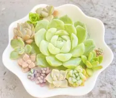2026年最新】多肉植物 詰め合わせの人気アイテム - メルカリ