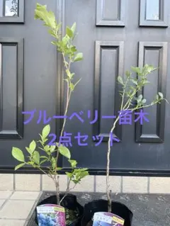 【実付き2苗セット】ブルーベリー苗木 ミスティ 大実 樹高約90cm 鉢植え栽培 実付き2苗セット】ブルーベリー苗木 ミスティ 大実 樹高約90cm 鉢植え