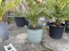 チリサケヤシ　中のサムネイル
