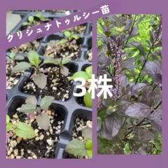 nanami様 リクエスト 2点 まとめ商品