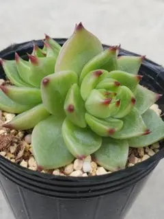 chanboo様 リクエスト 2点 まとめ商品