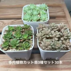 多肉植物セット（エケベリア・セダム）*3 多肉植物 スターターセット | NOZOMI GARDEN