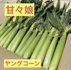 k99ハウス葉付 ヤングコーン 山梨県産 13〜15本 ベビーコーン 朝どり