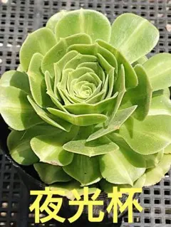 アエオニウム グリーンローズ錦③⭐️お買い得 - メルカリ