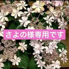 さよの様 リクエスト 3点 まとめ商品