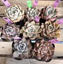 お任せセット14