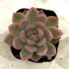 多肉植物 年に1度の大セール5苗セット￥1000 名無し① - メルカリ