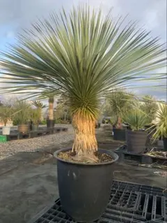 2026年最新】ロストラータ ユッカの人気アイテム - メルカリ