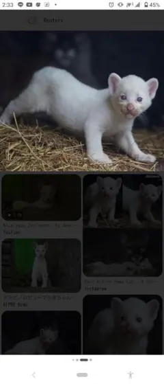 白いピューマ（ペ〇〇様）確認用