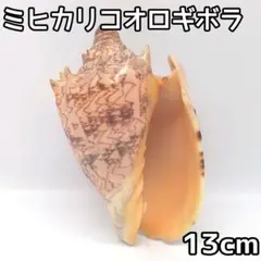 미히카리 귀뚜라미 13cm 조개 인테리어 소품 잡화 피규어 레이아웃