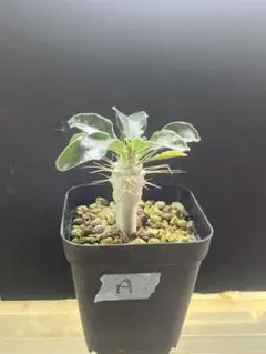 パキポディウム　サンデルシー