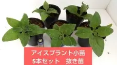 【野菜苗】アイスプラント小苗の5本セット抜き苗