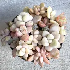 2026年最新】多肉植物ダシフィルムの人気アイテム - メルカリ