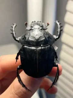 2026年最新】スカラベ 標本の人気アイテム - メルカリ