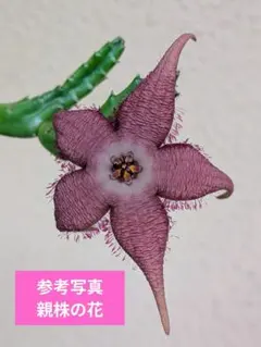 OZ様 リクエスト 2点 まとめ商品