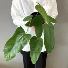 AmazingMoment たぁちゃん様 リクエスト 2点 まとめ商品