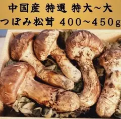 大特価！中国産松茸約1kg PA/PB(つぼみと中つぼみ)大小不揃い規格外 大特価！中国産松茸約1kg PA/PB(つぼみと中つぼみ)大小不揃い規格外