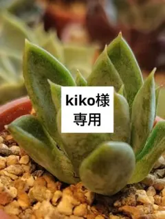 kiko様 リクエスト 3点 まとめ商品