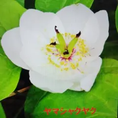 2026年最新】ヤマシャクヤク 山野草の人気アイテム - メルカリ